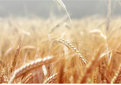 IDEA4WALL Spikelets Wheat Field Wall Mural