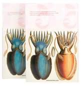 Thumbnail for your product : Taschen Cabinet of Natural Curiosities: The Complete Plates in Colour, 1734-1765