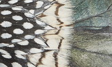 Thumbnail for your product : Brackish & Bell St. Pierre Feather Bow Tie