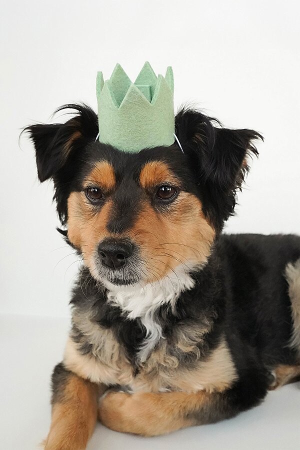 MODERNBEAST Party Crown