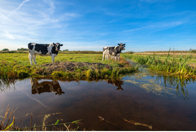 Gracie Oaks Curious Young Cows by Frank Cornelissen - Wrapped Canvas Photograph