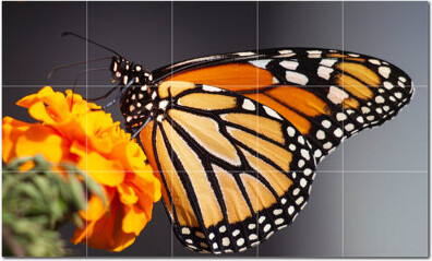 Picture-Tiles.com Butterfly Photo 12'' x 12'' Satin Ceramic Decorative Mural