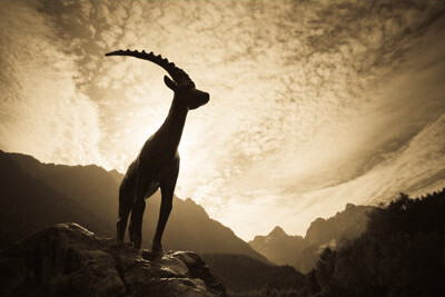 Millwood Pines Mountain Ibex by Mistikas