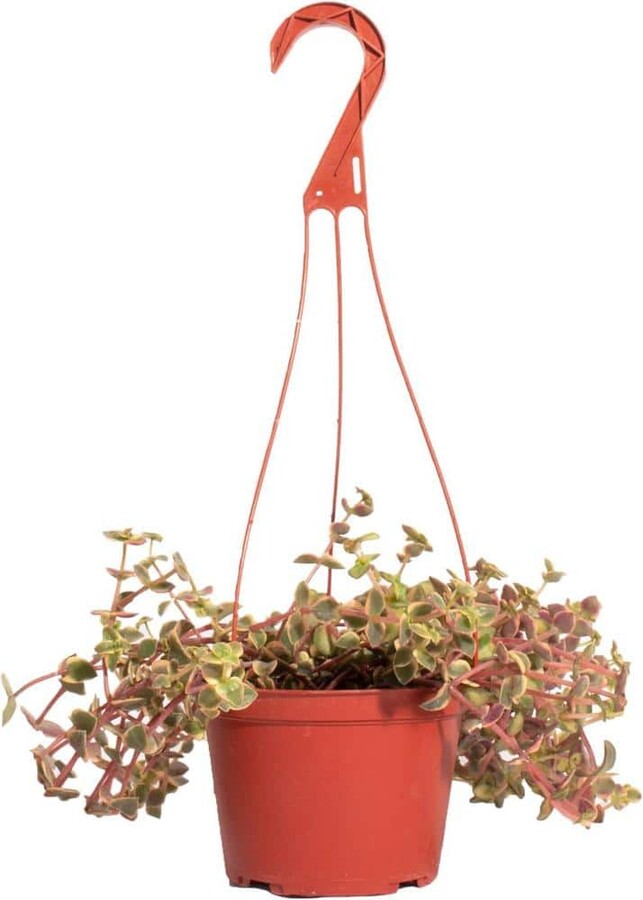 ShopSucculents Calico Kitten Hanging Succulent, Crassula Pellucida Variegata, Fully Rooted Live 6 in. Succulent Plant with Hanger