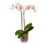 Thumbnail for your product : Pottery Barn Live Phalaenopsis Orchid In Glass Vase