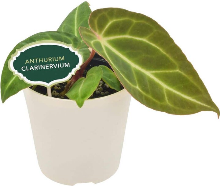 Arcadia Garden Products 4 in. Anthurium Clarinervium Plant in Beige Pot Cover Planter