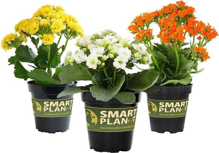 Smart Planet 9cm Kalanchoe Blossfeldiana Kalanchoe Succulent Assorted Colors 3-Pack
