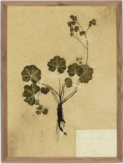 Amber Lewis x Four Hands Petite Study No. VI in Brown, Size: 14.5 In. x 18 In.