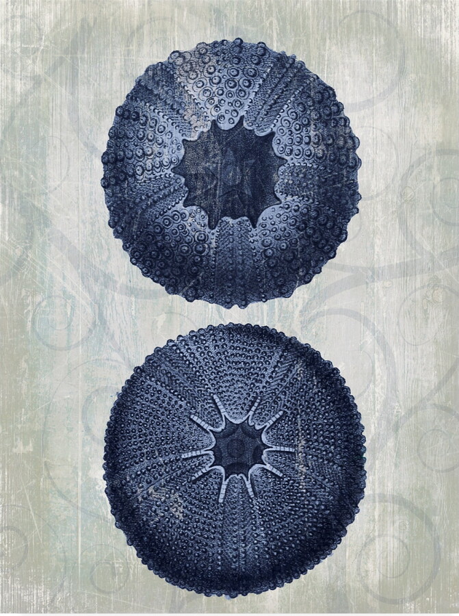 Trademark Fine Art 'Indigo Blue Sea Urchins b' Canvas Art by Fab Funky