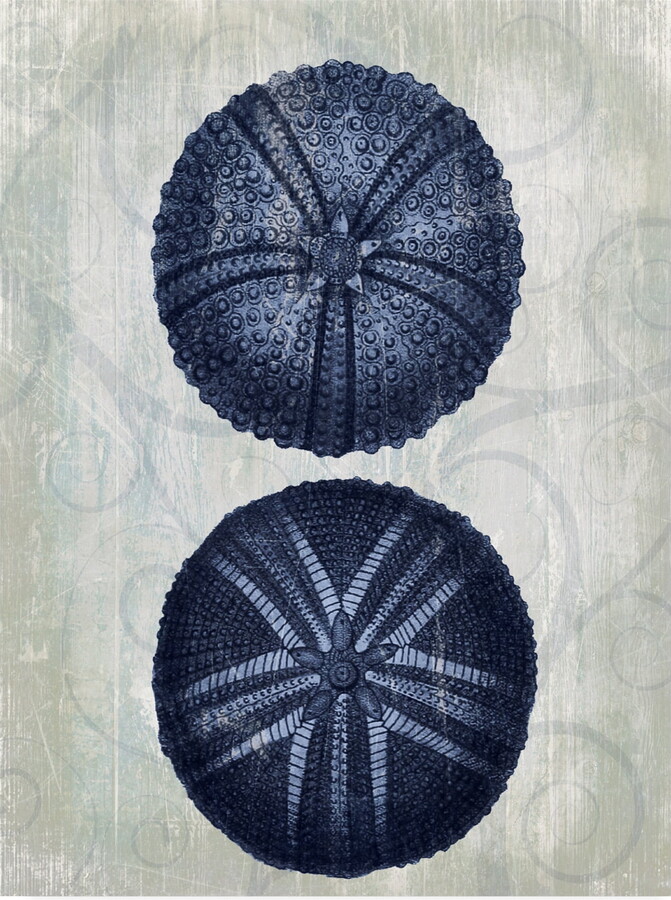 Trademark Fine Art 'Indigo Blue Sea Urchins a' Canvas Art by Fab Funky