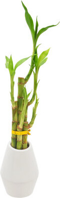Arcadia Garden Products Low Maintenance 2.5'' Bamboo Plant Desktop Plant in a Ceramic Pot
