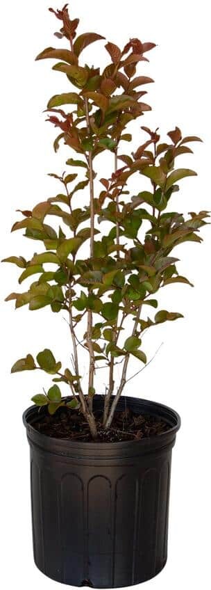 SOUTHERN LIVING 2.5 Gal. Miss Frances Crape Myrtle Tree with Red Blooms and Green Foliage