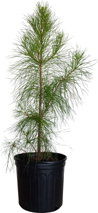 Expert Gardener Flowerwood 2.5 gal Loblolly Pine Live Trees
