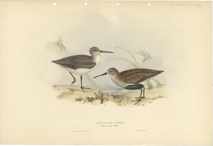 John Gould Antique Bird Print Of The Dunlin Bird By Gould, 1832