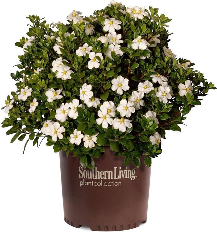 SOUTHERN LIVING 2 Gal. Scentamazing Gardenia - Live Evergreen Shrub with White Fragrant Blooms