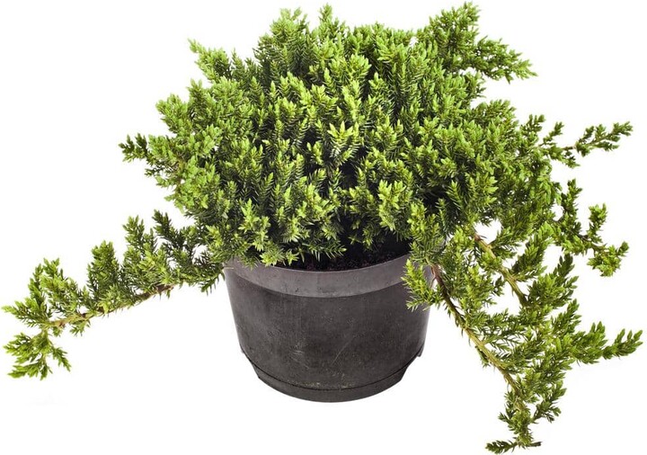 Online Orchards 1 Gal. Broadmoor Juniper Shrub Excellent Evergreen Ground Cover with Graceful Spreading Foliage Drought Tolerant