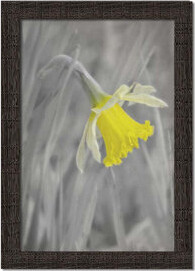 Red Barrel Studio Daffodil Comes Out by Hal Halli. Paper Print - Mounted & Framed image size
