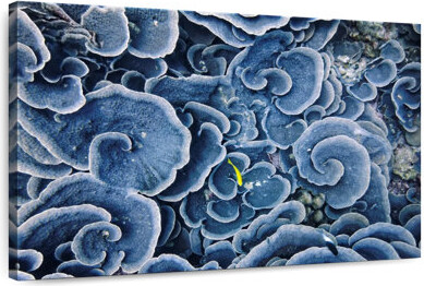 Ebern Designs Crowle Cloud Shaped Blue Corals