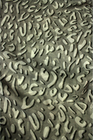 Thumbnail for your product : Printed Village Leopard Print Scarf