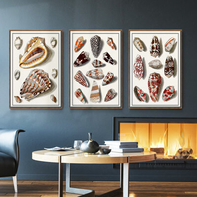 Rosecliff Heights Collected Shells IV - 3 Piece Floater Frame Set on Canvas