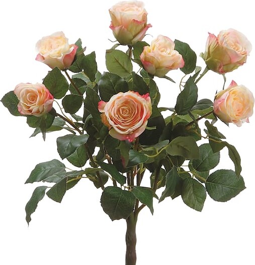 Allstate Cream & Pink Ecuador Rose Bush