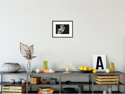 1000Museums Head of a Horse Sketch for Guernica (Tête de cheval étude pour Guernica) by Pablo Picasso -Framed Giclee Print