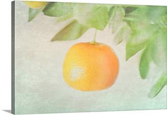 Mini A Ture Canvas On Demand Premium Thick-Wrap Canvas Wall Art Print Entitled Calamondin Miniature Orange Hanging in Tree.