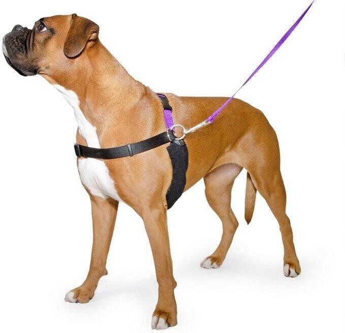 Ancol PDL Dog Harness And Lead Set ShopStyle