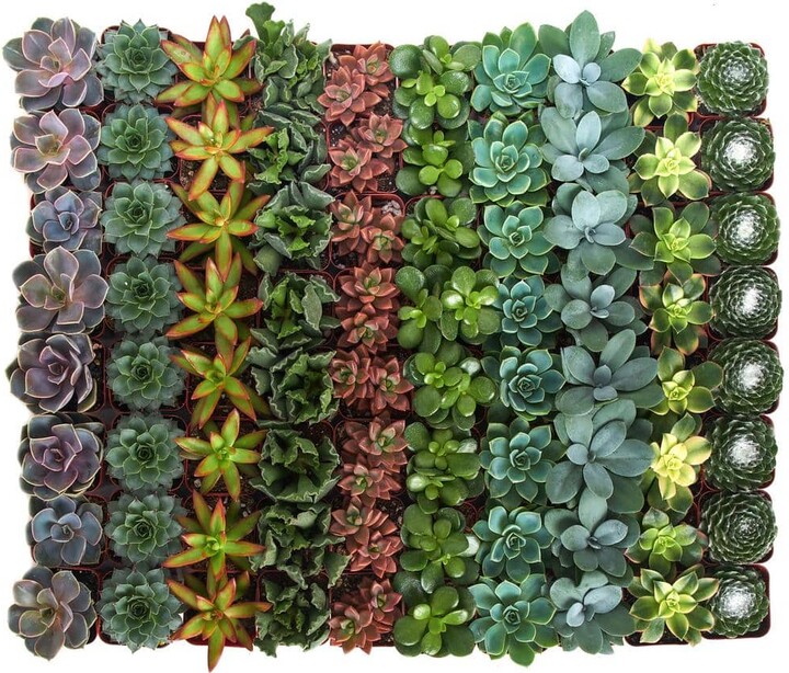 ShopSucculents 2 in. Assorted Succulent (Collection of 32)