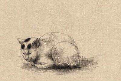 Buyenlarge 'Domestic Cat' by Kano Painting Print