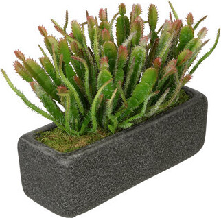 House of Silk Flowers Inc. Artificial Wild Cactus Plant in Decorative Vase