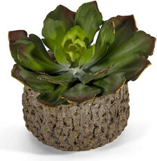 T&C Floral Company Echeveria in Clay Embellished Plant in Pot