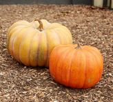 Thumbnail for your product : Pottery Barn Outdoor Autumnal Faux Pumpkin