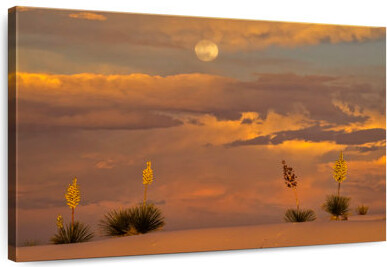 Alvord Sands Desert Yuccas