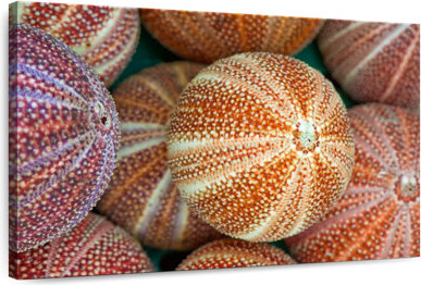 Ebern Designs Striped Sea Urchin Shells