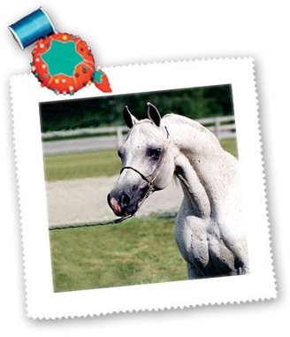 3dRose LLC qs_825_1 Horse - Head of Arab Horse - Quilt Squares