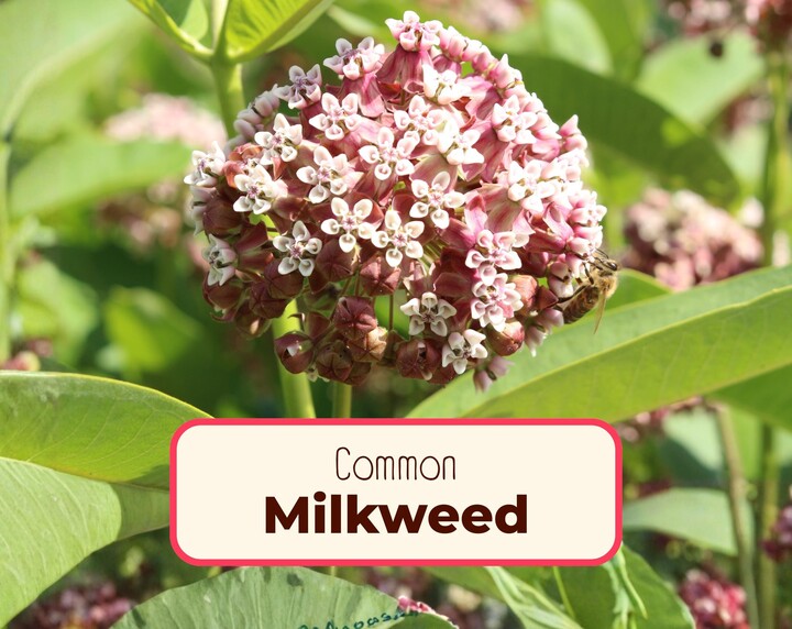 Etsy 425+ Common Milkweed Seeds | | Asclepias Syriaca Native Perennial Wildflower Garden Plant Seed Packet For Pollinator Monarch Butterflies