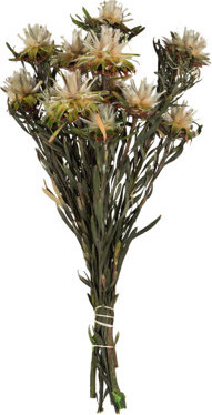 Vickerman Plumosum Arrangement