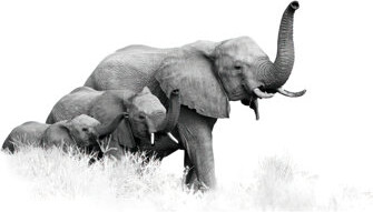 kayra export Chic Non Woven Thin Type Printed Rug Featuring a Striking Geometric Design in Vibrant Hues Ideal for Enhancing Your Living Room or Bedroom Decor Area Rugs