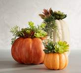 Thumbnail for your product : Pottery Barn Succulent in Pumpkin