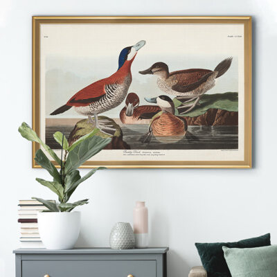 August Grove Ruddy Duck - Picture Frame Print on Canvas