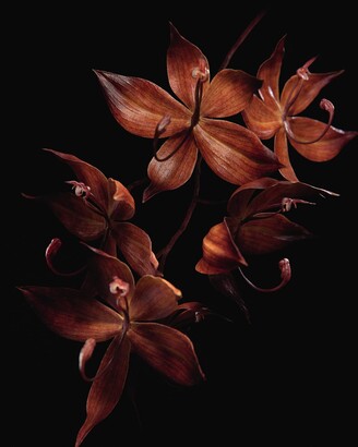 Guerlain Orchidee Imperiale 4 Week Treatment, 2 oz.