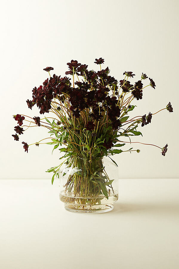 Fresh Chocolate Cosmos Bunch at Terrain