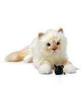 Thumbnail for your product : Steiff x Karl Lagerfeld "Choupette" Stuffed Cat