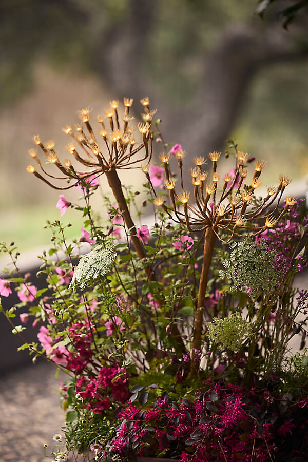 Solar Fennel LED Stake Light at Terrain