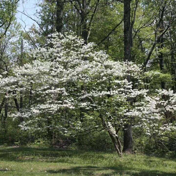 5 Gal. Appalachian Spring Dogwood Flowering Deciduous Tree with White Flowers