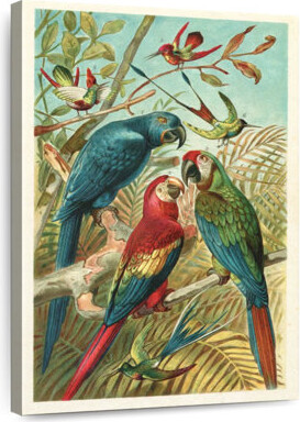 Winston Porter Wild Hyacinth Macaws