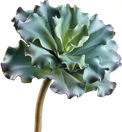 Allstate Blue Green Ruffled Echeveria Pick