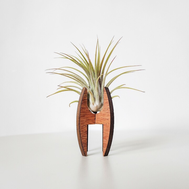 Air Plant Holder For Desk, Table, Or Shelf - Display Stand Mcm Decor Cute Modern Wood Gift Lover