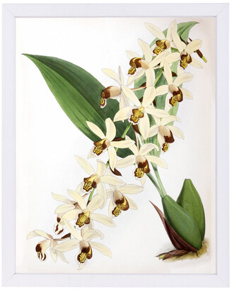 Fitch Orchid Caelogyne Massangena By New York Botanical Garden